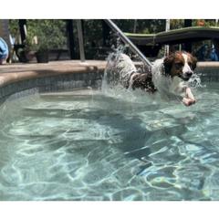 Nederlandse Kooikerhondje Puppies from Blazing Kooikerhondjes