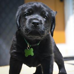 Michael Jackson - Black male Labrador Retriever puppy in Charlotte, North Carolina from Patton Premier Labradors
