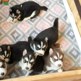 Siberian Husky Puppies from Blue Moon Siberian Husky Haven