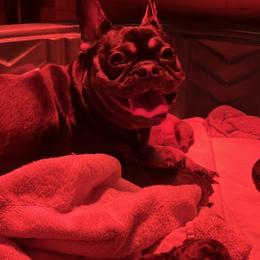 French Bulldog Puppies from Stratton Kennel