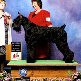 Cruise - Giant Schnauzer