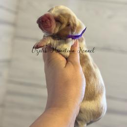 Purple girl - Red and white female Basset Hound puppy in Conway, Missouri from Ozark Mountain Kennel
