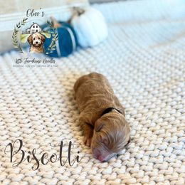 Girl 5 - female Australian Mountain Doodle puppy in Land O' Lakes, Florida from Olive’s Little Farmhouse Doodles