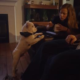 Bulldog and French Bulldog Puppies from Southern Standard Bulldogs