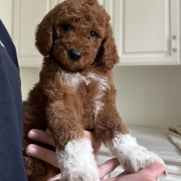 Goldendoodle Puppies from Ankeny Doodles