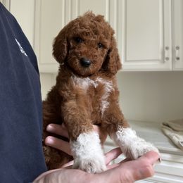 Goldendoodle Puppies from Ankeny Doodles