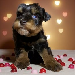 Corbin - Liver male Miniature Schnauzer puppy in Kentucky from Mrs Bs Teeny Schnauzers & Doodles