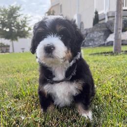 Grey Collar Boy - Tri-color male Bernedoodle puppy in Ogden, Utah from Salty Point Doodles