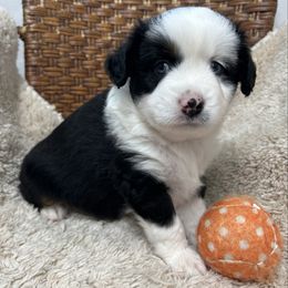 River - Black tri male Toy Australian Shepherd puppy in Bristow, Iowa from Pine Ridge Toy Aussies