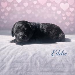 Eddie Munson - Black male Bernedoodle puppy in Bennett, Colorado from Darling Paws Bernedoodles, LLC