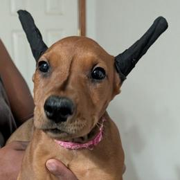Mosaic- Girl Pink collar- Cropped - Red female German Pinscher puppy in Chatham, Virginia from WMHK9/Roolyn German Pinschers
