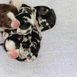 Miniature American Shepherd Puppies from AKC Emerald Minis