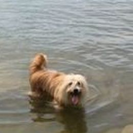 Pyrenean Shepherds from Smooth Sailing Kennels