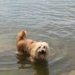 Pyrenean Shepherds from Smooth Sailing Kennels