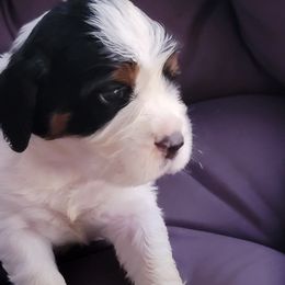 Girl 2 - Black white and tan female English Springer Spaniel puppy in Talbott, Tennessee from Cant Stop A Dream Springers