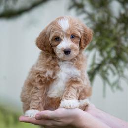 Cooper BLUE EYE APRCIOT MALE - Apricot male Aussiedoodle puppy in Jacksonville, Florida from Lolo’s Aussiedoodle