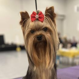 Thor - Yorkshire Terrier