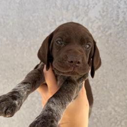 Yellow girl - Liver and white female German Shorthaired Pointer puppy in Roseville, California from Valley Pointers
