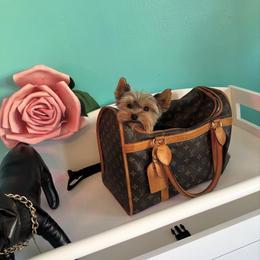 Yorkshire Terrier Puppies from Pretty Little Yorkies