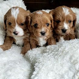 Cavapoo and Goldendoodle Puppies from Hearts Full of Puppies