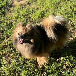 Ava - Pomeranian