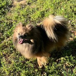 Ava - Pomeranian