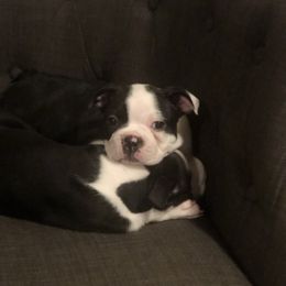 Boston Terrier Puppies from Saltese Acres Boston Terriers