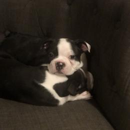 Boston Terrier Puppies from Saltese Acres Boston Terriers