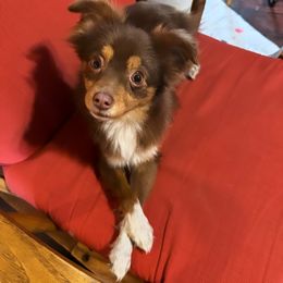 Reba - Toy Australian Shepherd