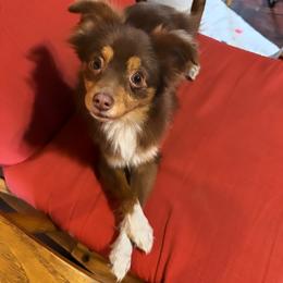 Reba - Toy Australian Shepherd