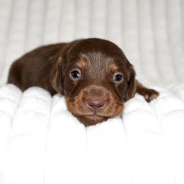 Emma - Chocolate and tan female Dachshund puppy in Fairfax, Iowa from Grayson’s Lovable Dachshunds