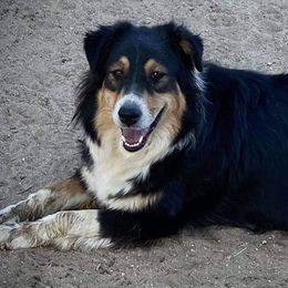 Australian Shepherds and Miniature Australian Shepherds from VS Ranchn Aussies