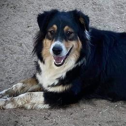 Australian Shepherds and Miniature Australian Shepherds from VS Ranchn Aussies