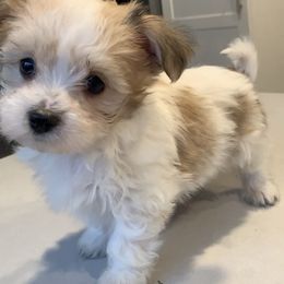 Havanese Puppies from Golden Glen Havanese