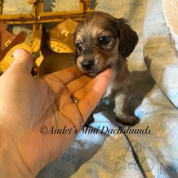 Boomer - Cream male Dachshund puppy in East Dover, Vermont from Audet’s Mini Dachshunds