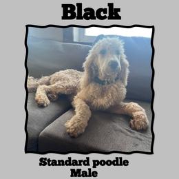 Black - White male Poodle puppy in Mauston, Wisconsin from Quiverfull Acres