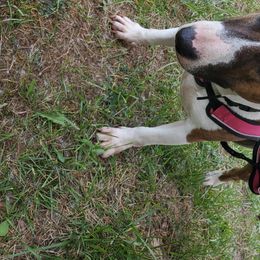 Bull Terriers from Scrumdiddlyumptious Bull Terriers