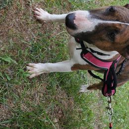 Bull Terriers from Scrumdiddlyumptious Bull Terriers
