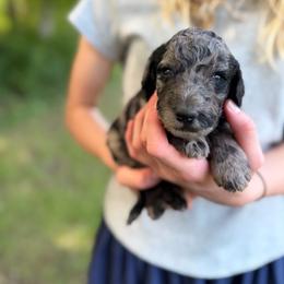 Flicker - Phantom female Poodle puppy in St. Johnsbury, Vermont from Poodles of the Northern Woods