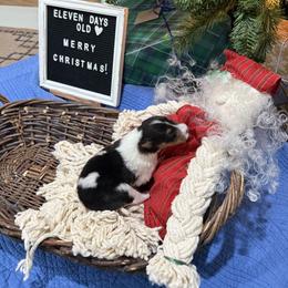 Alo - Black white and tan female Collie puppy in Beaver, Oklahoma from Lawson’s Lassies