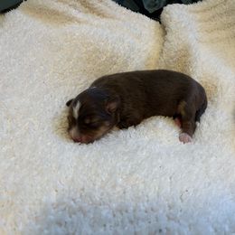 Girl 2 - Red tri female Miniature Australian Shepherd puppy in Hesperia, California from Ruby’s Reds Mini Aussies
