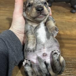 CKC Roman - Dapple male Dachshund puppy in White Cloud, Michigan from West Michigan Dachshund
