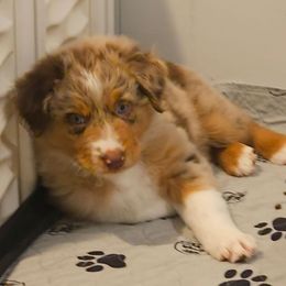 Apollo - Red merle male Australian Shepherd puppy in Independence, West Virginia from Haddix Farms