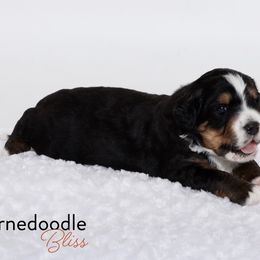 Bernedoodle Puppies from Bernedoodle Bliss