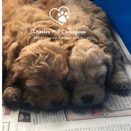 Cockapoo Puppies from Chesley Hill Cockapoos