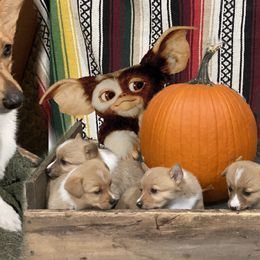 Pembroke Welsh Corgi Puppies from Amya Paige
