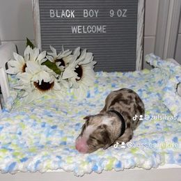 Aussiedoodle and Australian Shepherd Puppies from Loving Puppy Paws Kennel