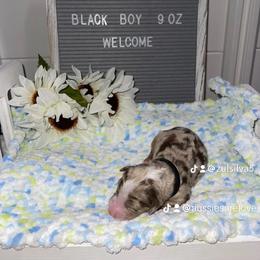 Aussiedoodle and Australian Shepherd Puppies from Loving Puppy Paws Kennel