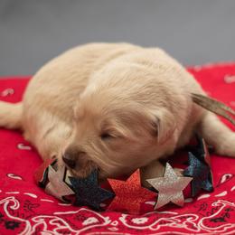 Ms. Teal - Golden female Golden Retriever puppy in Brentwood, California from Golden M Family Farms