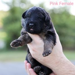 Girl 1 - German Shepherd puppy in Greenbrier, Arkansas from House of Havoc German Shepherds